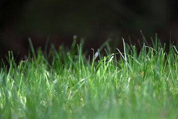 Fokussierte Nahaufnahme einer grünen Rasenfläche im Sonnenlicht. Boden Musterfläche für Gras...