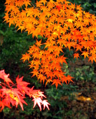 林の中のモミジの紅葉風景