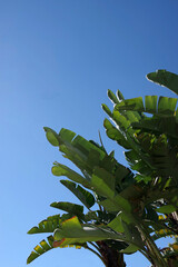 Leaves of a giant bird of paradise strelitzia plant under blue sky