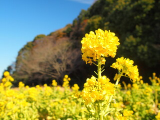 里山に咲く冬の早咲きの菜の花