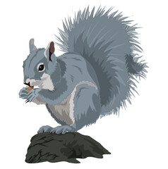 Grey Squirrel