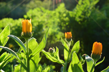 Calendula flowers. Lots of sunlight.