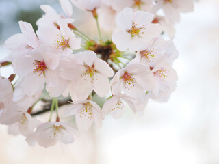 尾関山公園の桜、ソメイヨシノ