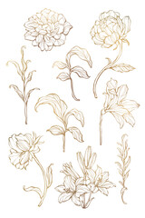 Gold floral outline set transparent png