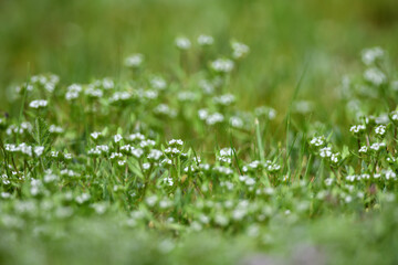 Fokussierte Nahaufnahme einer grünen Rasenfläche im Sonnenlicht. Boden Musterfläche für Gras...