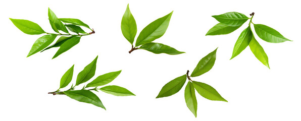  fresh green tea leaf isolated on white background	

