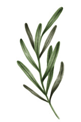 Fototapeta premium Hand drawn eucalyptus leaves transparent png