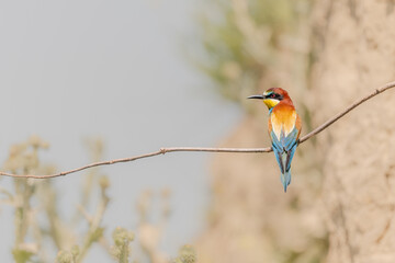European bee-eater (Merops apiaster) on a branch.