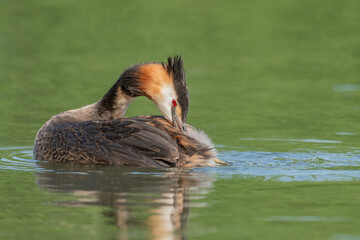 Great Crested Grebe (Podiceps cristatus) on a river.
