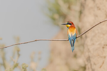 European bee-eater (Merops apiaster) on a branch.
