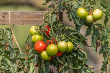 Bunches of tomatoes in a garden.
