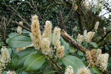 Closeup on a seasonal rich blossoming white flowers of the English or Cherry laurel, Prunus...
