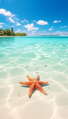 Fototapeta na wymiar Closeup of a starfish on a tropical beach, with clear blue water and white sand, sunny day
