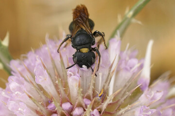 Closeup on a quite large mediterranean small carpenter bee, Ceratina chalcites on a pink Dipsacus flower