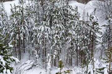 Winter snow-covered forest. Snowfall in the winter forest.