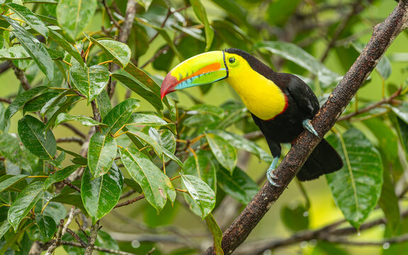 Fischertukan oder Regenbogentukan (Ramphastos sulfuratus) im Regenwald von Costa Rica