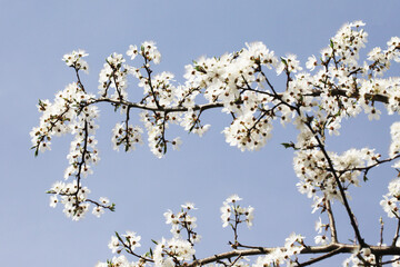 White flower flakes. Blooming tree. Blue sky flowers. Closeup macro with shallow depth of field. Spring bloom. Floral background. Tree branch isolated. Springtime outdoor. Artistic early flowers.