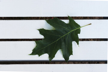 Image of a young, green maple leaf.