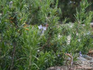 Rosemary, perennial and aromatic woody herb plant