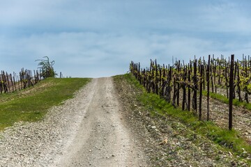 dirt road along rows of vineyards in the south of Russia on a sunny day in early spring