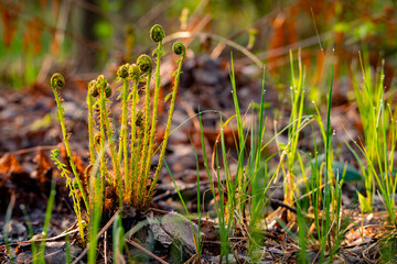 An unfolding fern