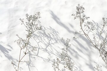 Shadow of plants on a white wall. Abstract natural background for design.