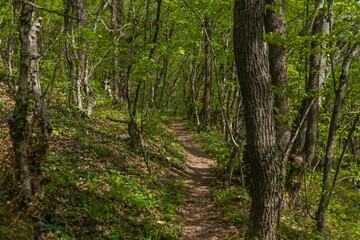 a winding path in a green forest in the Western Caucasus mountains near the village of Abrau (South Russia) on a sunny spring day