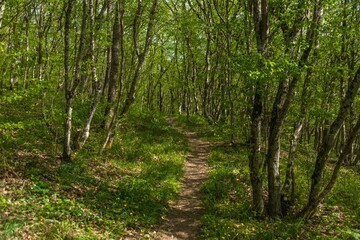 path through the spring forest in the mountains of the Western Caucasus (South Russia) on a sunny April day