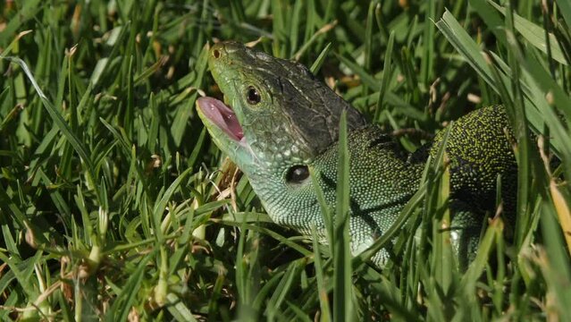 Ocellated Lizard (Timon lepidus) in grass, opening mouth reacting to a threat.