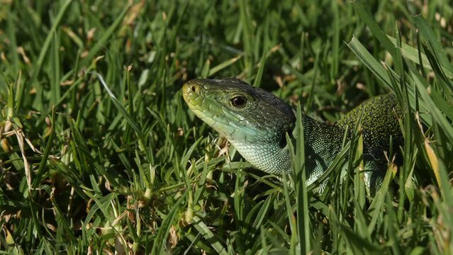 Ocellated Lizard (Timon lepidus basking in short grass. Wild green lizard in Portugal.
