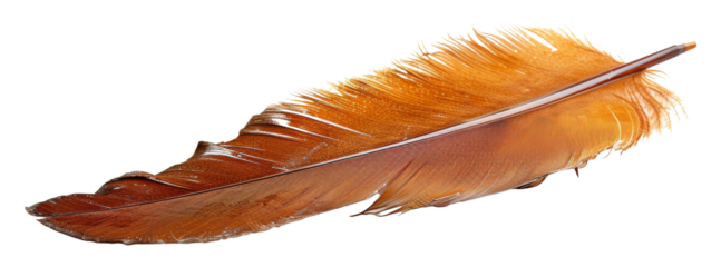 Close-up of an elegant brown feather isolated on transparent background