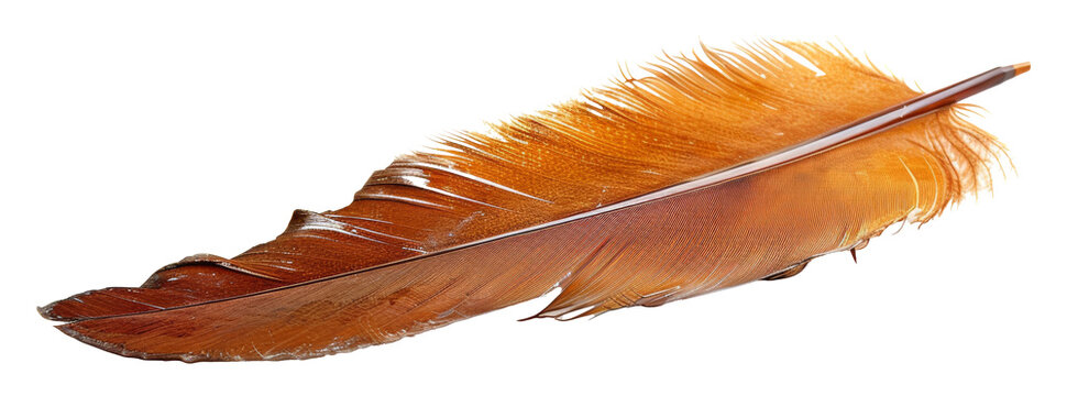 Close-up of an elegant brown feather isolated on transparent background