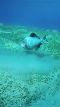 Forward movement to Trigger fish digging sand on the seabed, raising clouds of silt in search of food and swims further, Vertical video. Yellowmargin Triggerfish (Pseudobalistes flavimarginatus)
