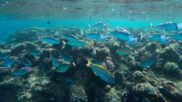 Shoal of mackerel swimming with open mouths, filtering for zooplankton, under surface next to coral reef, next to coral reef, other tropical fish swim around, slow motion.