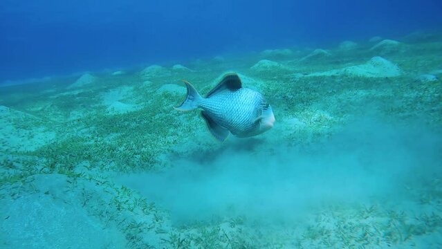 Forward movement to Trigger fish digging sand on the seabed, raising clouds of silt in search of food and swims further, Slow motion. Yellowmargin Triggerfish (Pseudobalistes flavimarginatus)