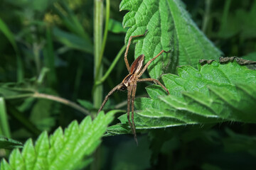 Pisaura mirabilis Nick`s Spider spider hanging web - 789909466