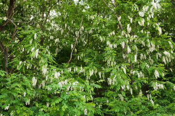 Fototapeta premium Acacia Forest in May