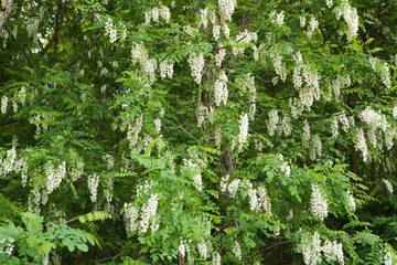 Acacia Forest in May