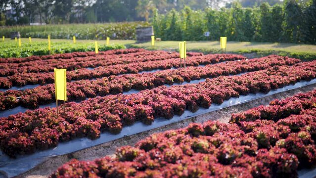 Red Leaf Lettuce, a ornamental and edible vegetable.