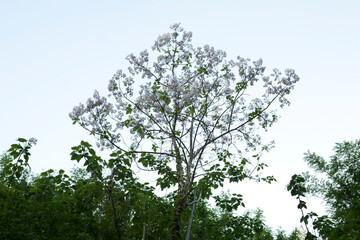 royal foxglove tree in may