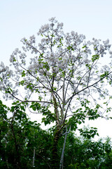 royal foxglove tree in may