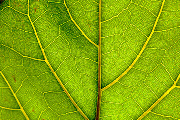 a leaf of oak tree