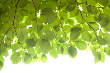 Fototapeta na wymiar fresh leaves of spring