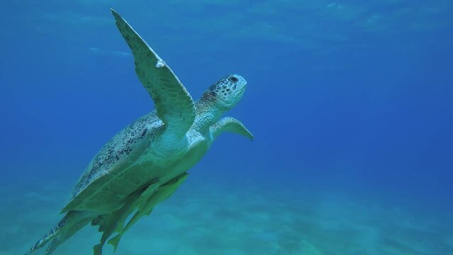 Slow motion, Male of Sea turtle with two Suckerfish under shell swim up in the blue water. Close-up of Great Green Sea Turtle (Chelonia mydas) 