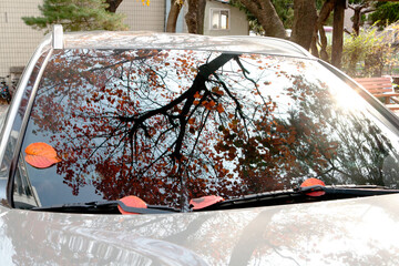 an autumn tree reflected in the window of a car