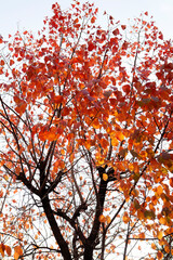 autumn tree with leaves