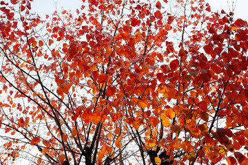 autumn leaves in the sky