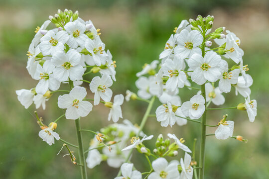 Blooming mayflower (Cardamine pratensis). Focus on the right side.