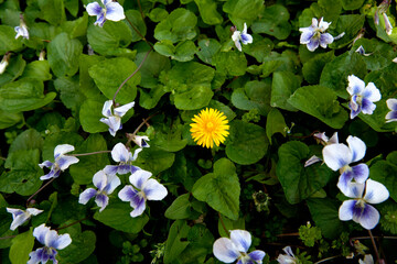 Dandelion in April