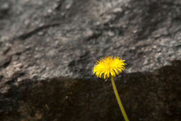 Dandelion in April